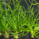 Crinum Calamistratum - AquaticMotiv