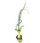 Crinum Calamistratum - AquaticMotiv