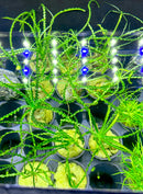 Crinum Calamistratum - AquaticMotiv