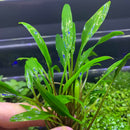 Cryptocoryne Lucens - AquaticMotiv