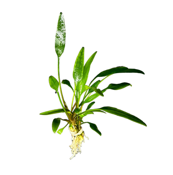 Cryptocoryne Lucens - AquaticMotiv