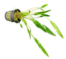 Cryptocoryne Lucens Pot - AquaticMotiv