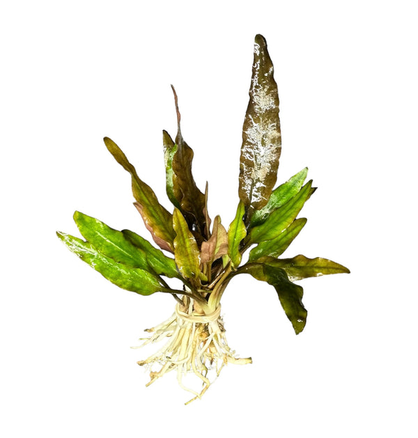 Cryptocoryne Lutea - AquaticMotiv