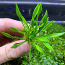 Crypt Parva - AquaticMotiv