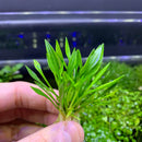 Crypt Parva - AquaticMotiv