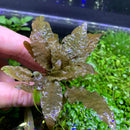 Cryptocoryne Wendtii 'Bronze' - AquaticMotiv