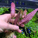 Cryptocoryne Wendtii 'Red' - AquaticMotiv