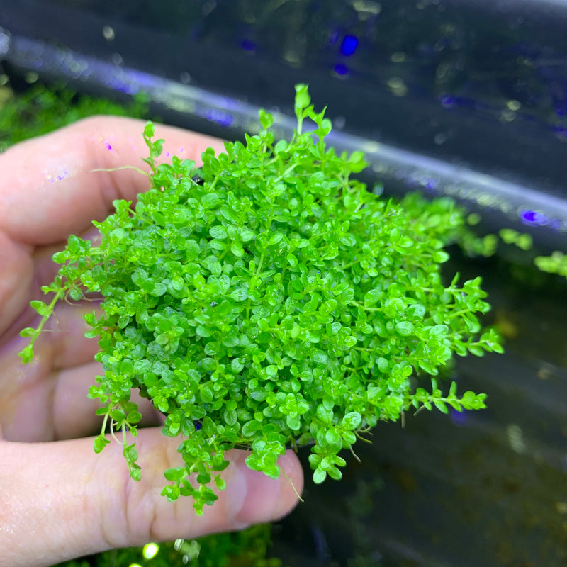 Dwarf Baby Tears (Hemianthus Callitrichoides) Pot - AquaticMotiv