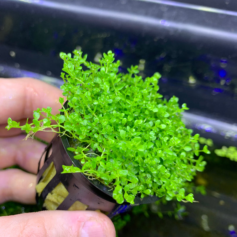 Dwarf Baby Tears (Hemianthus Callitrichoides) Pot - AquaticMotiv