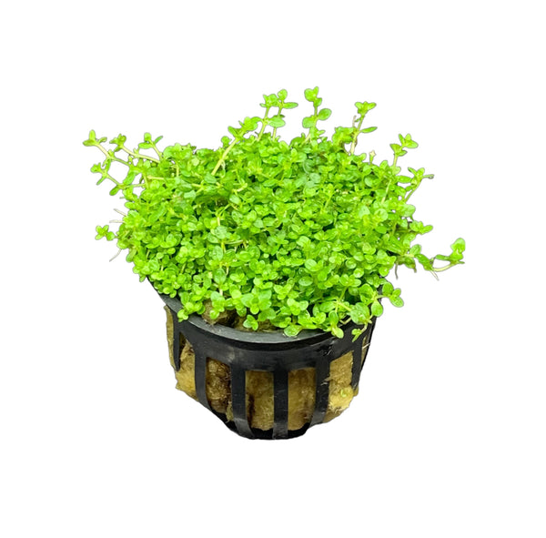 Dwarf Baby Tears (Hemianthus Callitrichoides) Pot - AquaticMotiv