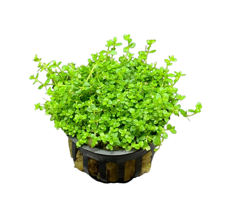 Dwarf Baby Tears (Hemianthus Callitrichoides) Pot - AquaticMotiv