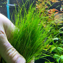Dwarf Hairgrass (Eleocharis Parvula) - AquaticMotiv