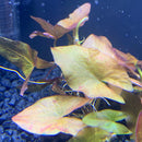 Dwarf Lily Plant - AquaticMotiv