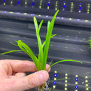 Dwarf Sag (Sagittaria Subulata 'Dwarf') - AquaticMotiv