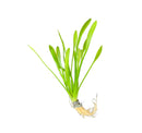 Dwarf Sag (Sagittaria Subulata 'Dwarf') - AquaticMotiv