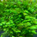 Fissidens Nobilis Moss MAT (Fissidens Nobilis) - AquaticMotiv