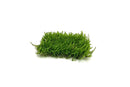 Flame Moss 3" x 3" Mat - AquaticMotiv