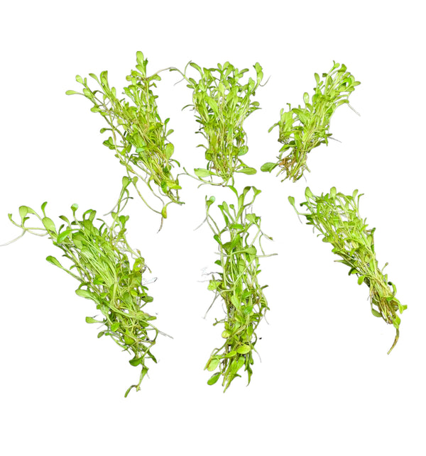 Glossostigma (Glosso Elatinoides) 6 Pack - AquaticMotiv