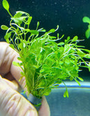 Glossostigma (Glosso Elatinoides) Bunch - AquaticMotiv