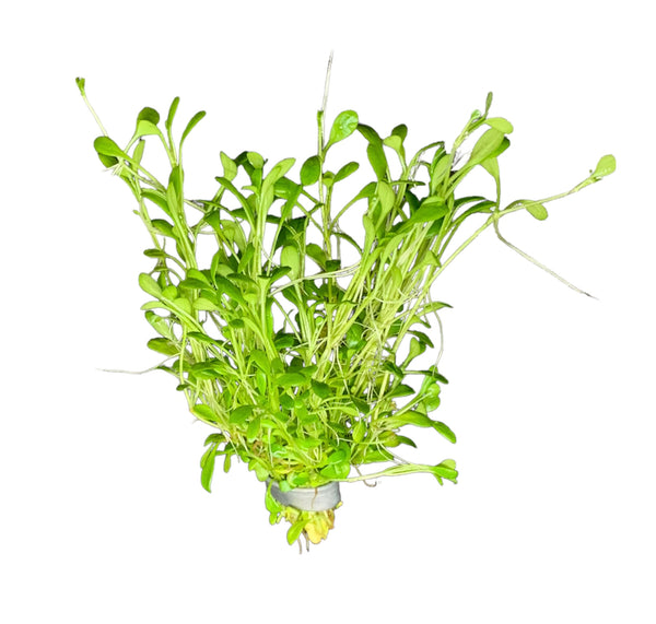 Glossostigma (Glosso Elatinoides) Bunch - AquaticMotiv