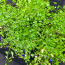 Glossostigma (Glosso Elatinoides) Portion - AquaticMotiv