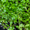 Glossostigma (Glosso Elatinoides) Portion - AquaticMotiv