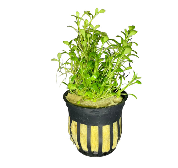 Glossostigma (Glosso Elatinoides) Pot - AquaticMotiv