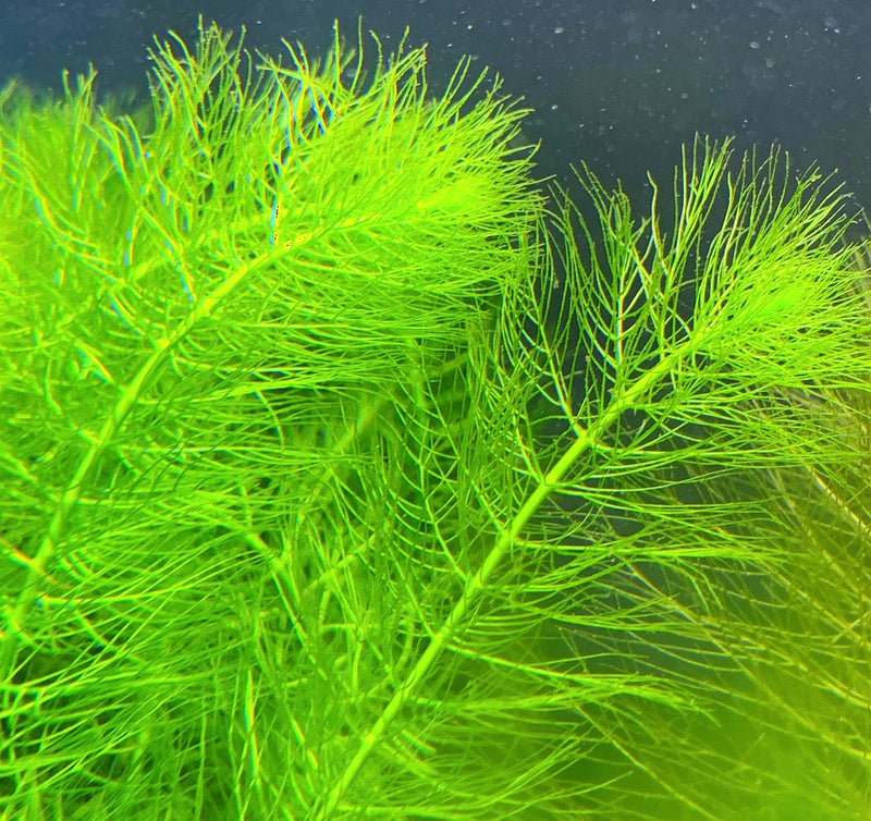 Green Myrio Foxtail (Myriophyllum pinnatum) - AquaticMotiv