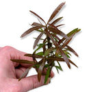 Hygrophila Araguaia (Hygro Lancea 'Araguaia') - AquaticMotiv