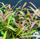 Hygrophila Araguaia (Hygro Lancea 'Araguaia') - AquaticMotiv