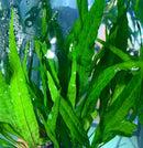 Java Fern (Microsorum pteropus) - AquaticMotiv
