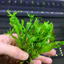 Java Fern 'Windelov' (Lacey Java Fern) - AquaticMotiv