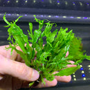 Java Fern 'Windelov' (Lacey Java Fern) - AquaticMotiv