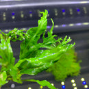 Java Fern 'Windelov' (Lacey Java Fern) - AquaticMotiv