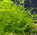 Java Moss (Taxiphyllum Barieri) Portion - AquaticMotiv