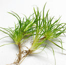 Juncus Repens Portion - AquaticMotiv