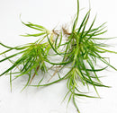 Juncus Repens Portion - AquaticMotiv