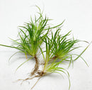 Juncus Repens Portion - AquaticMotiv