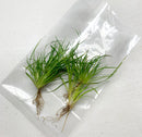 Juncus Repens Portion - AquaticMotiv