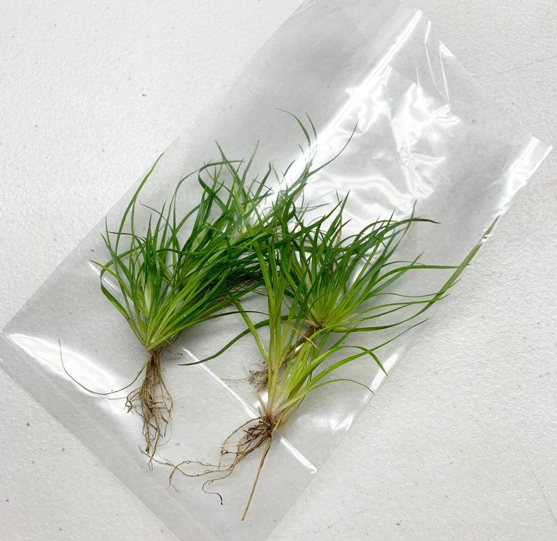 Juncus Repens Portion - AquaticMotiv