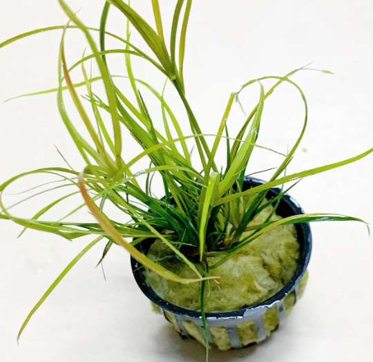 Juncus Repens - Potted - AquaticMotiv