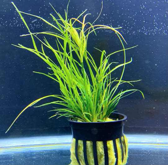 Juncus Repens - Potted - AquaticMotiv