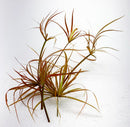 Juncus Repens 'Red Form' Portion - AquaticMotiv