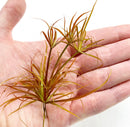 Juncus Repens 'Red Form' Portion - AquaticMotiv