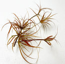Juncus Repens 'Red Form' Portion - AquaticMotiv