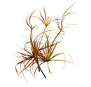 Juncus Repens 'Red Form' Portion - AquaticMotiv