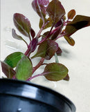 Lobelia Cardinalis (Cardinal Plant 'Dwarf') Potted - AquaticMotiv