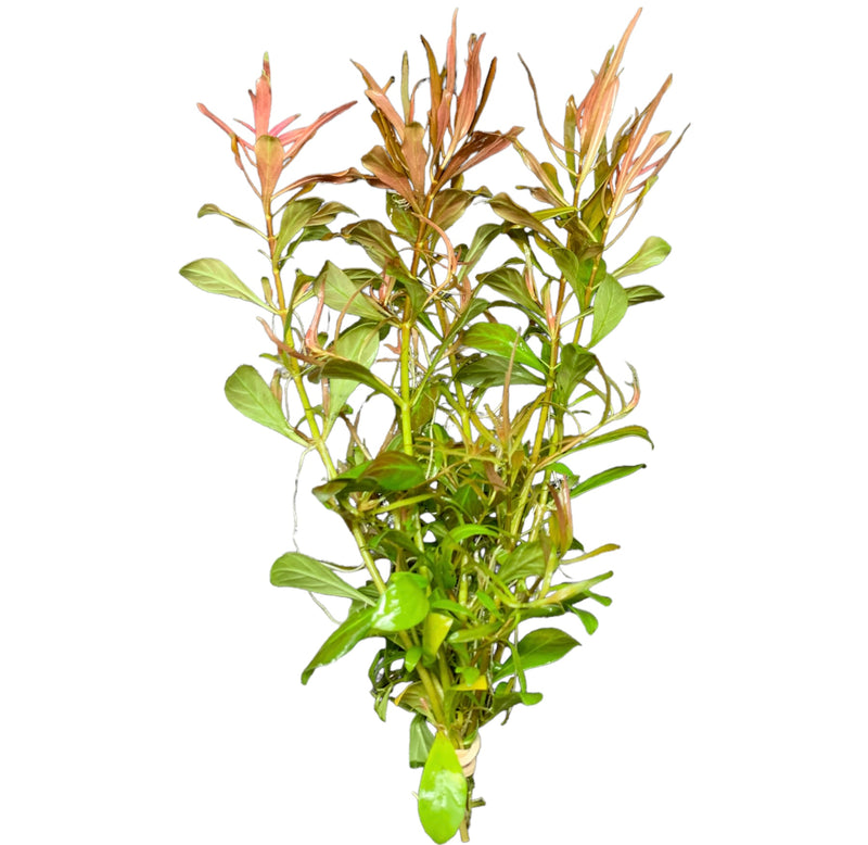 Ludwigia Arcuata (Needle-Leaf Ludwigia) - AquaticMotiv