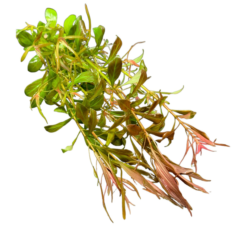 Ludwigia Arcuata (Needle-Leaf Ludwigia) - AquaticMotiv