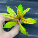 Ludwigia inclinata var. verticillata 'Cuba' - AquaticMotiv